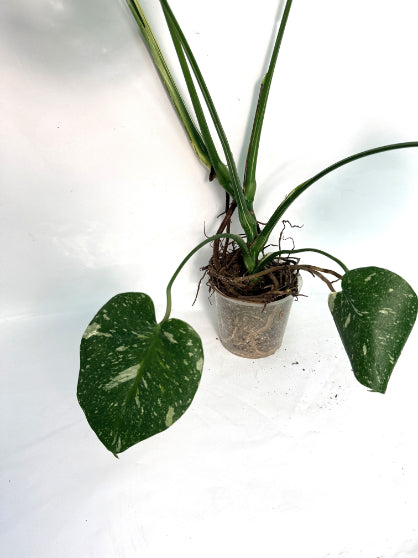 Monstera_Thai_Constellation