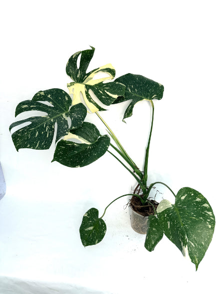 Monstera_Thai_Constellation