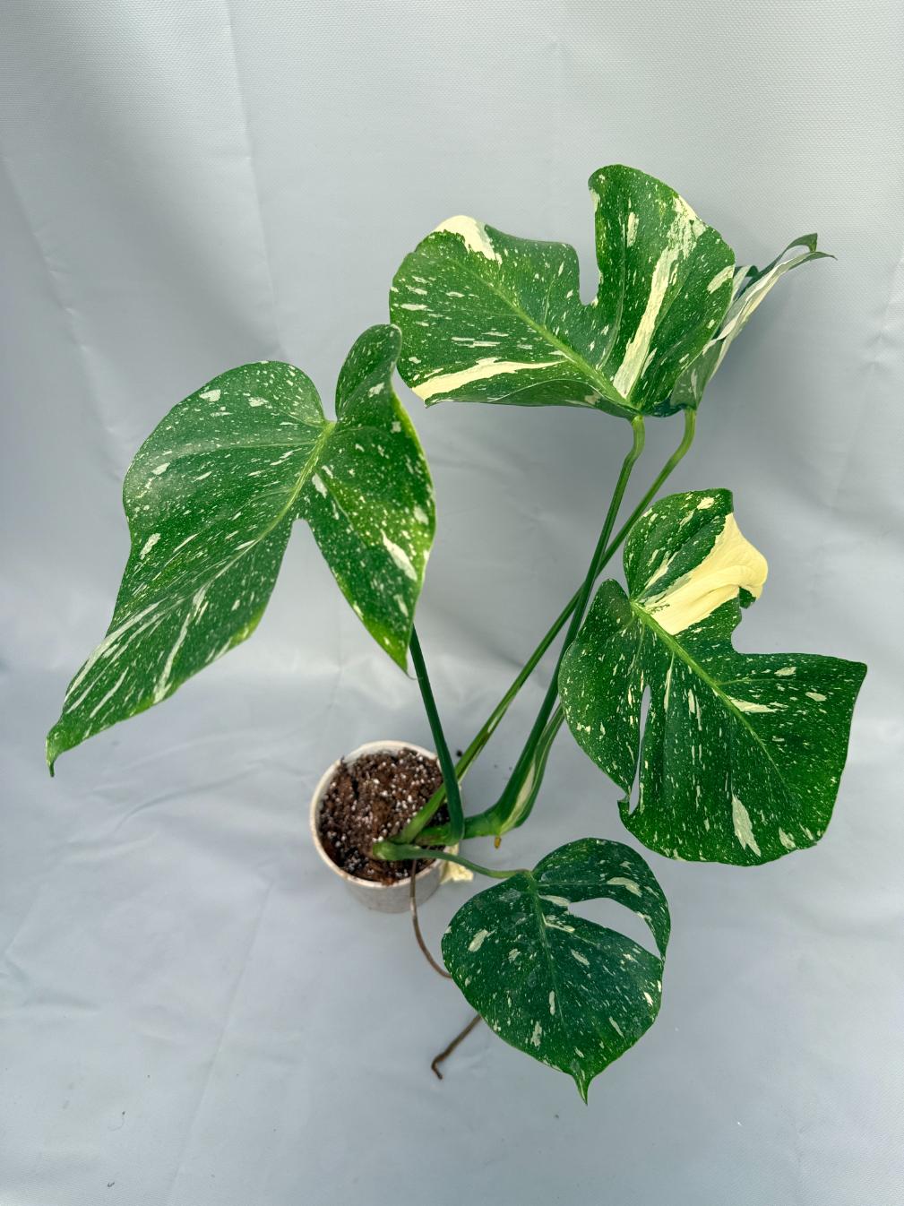 monstera thai constellation niederlande Large Monstera thai constellation