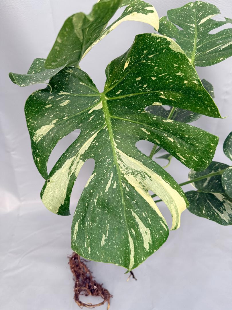 Monstera Thai Constellation XL 2