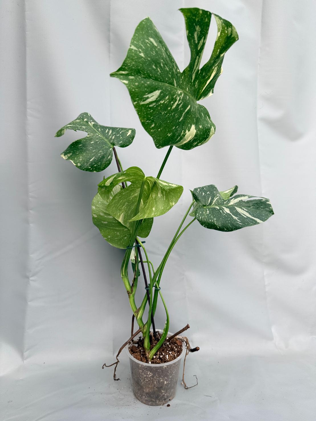 Large Monstera thai constellation