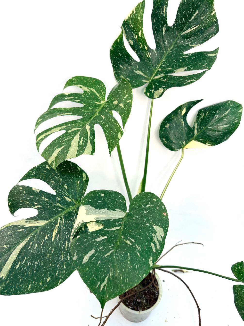 Large Monstera thai constellation