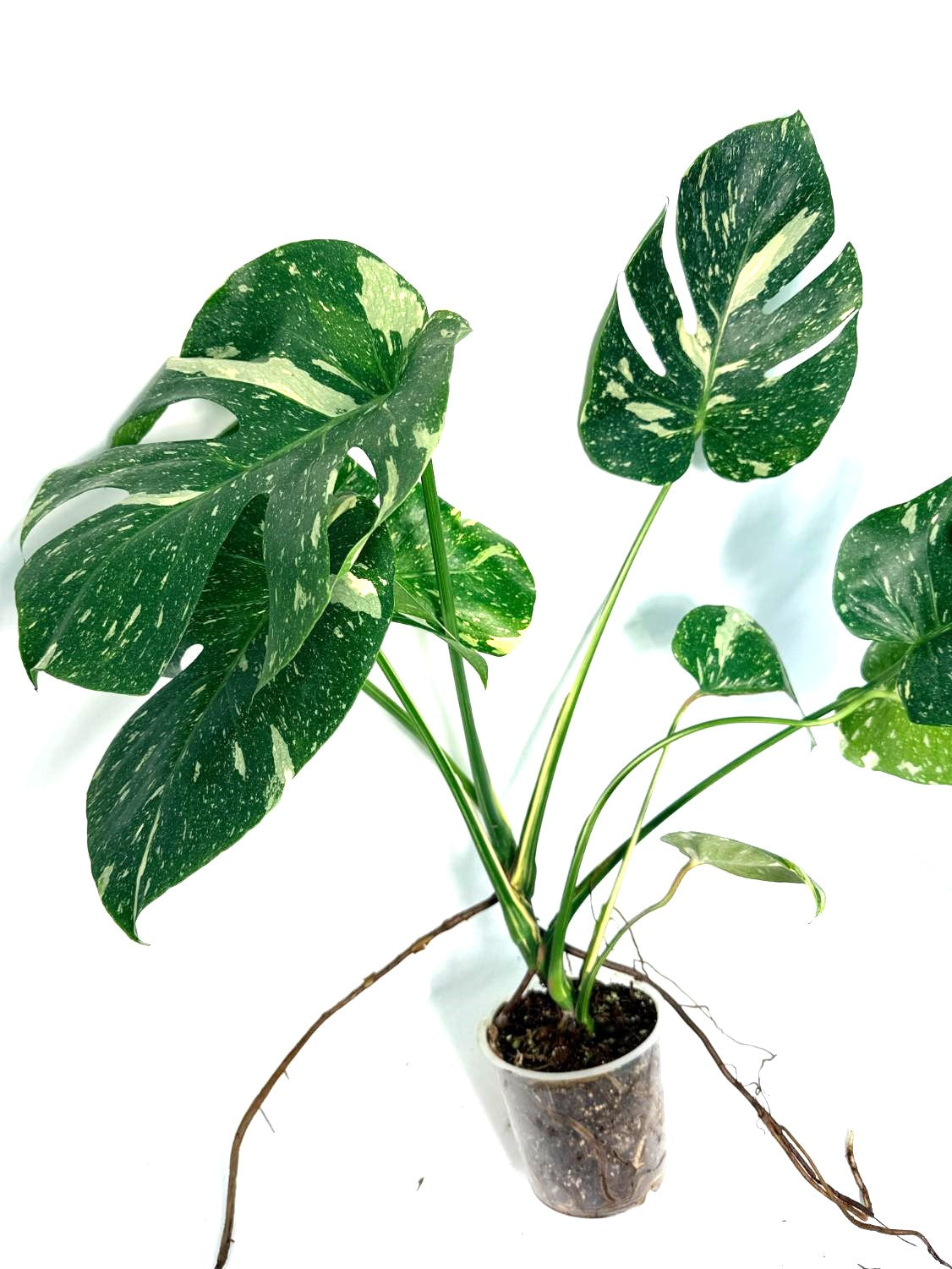 Large Monstera thai constellation