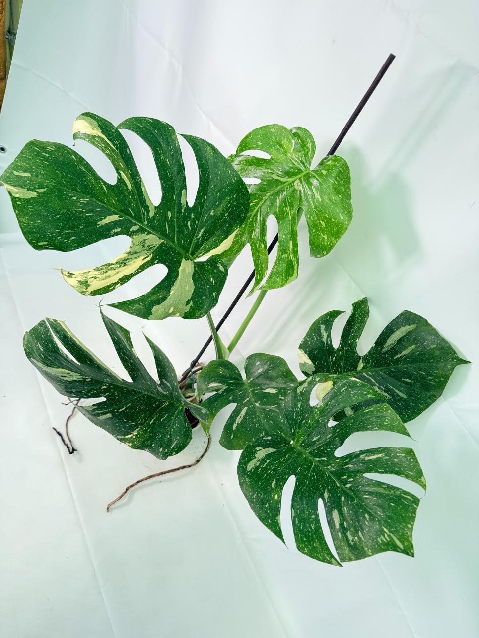 Monstera Thai Constellation XL 02