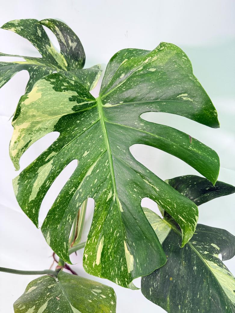 Monstera Thai Constellation XL 02