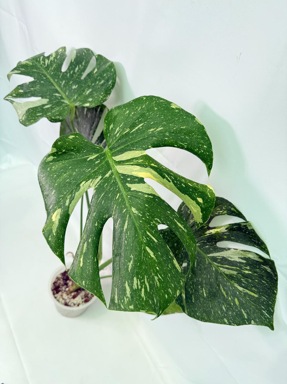 Monstera Thai Constellation XL 02