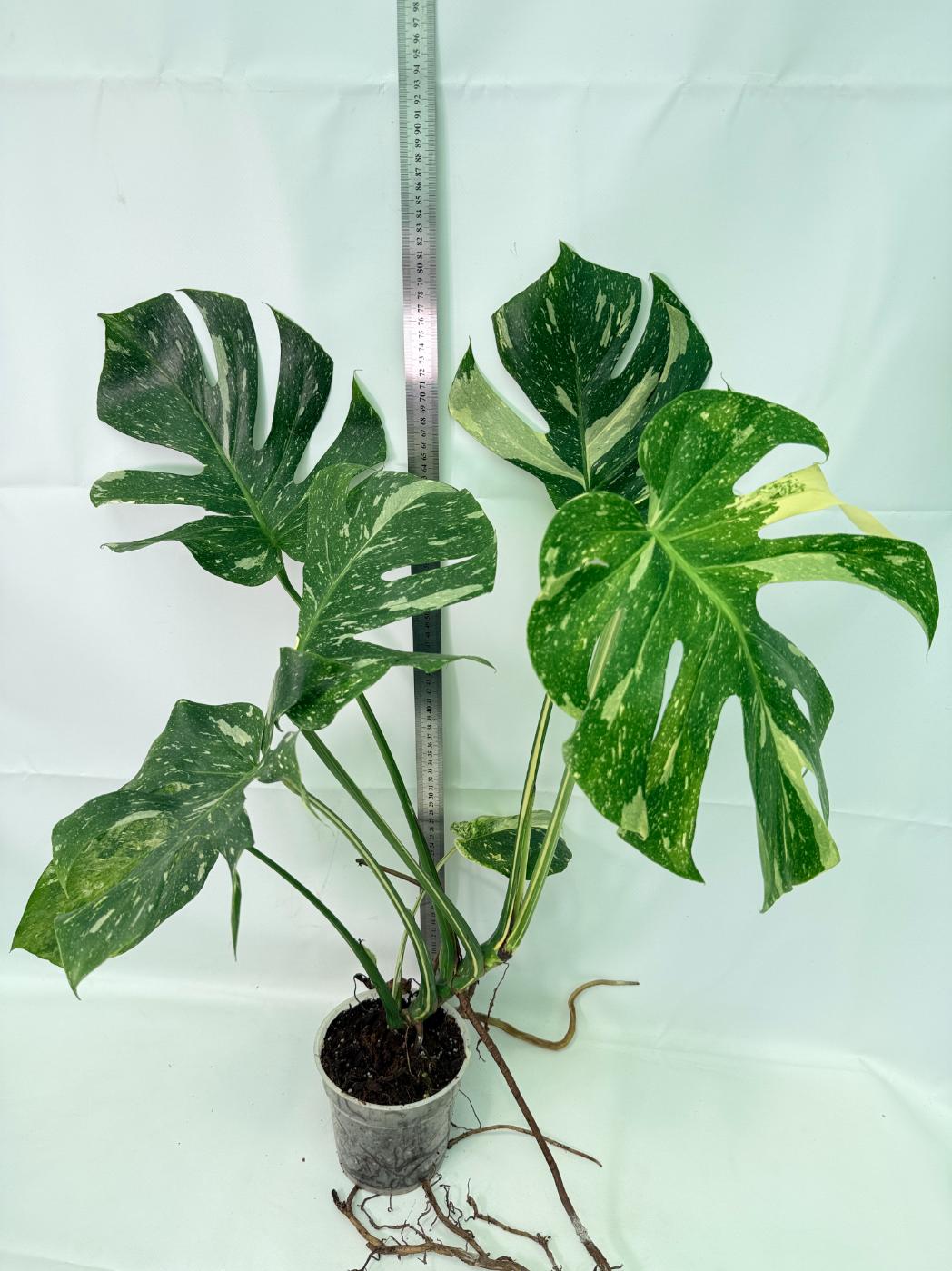 Monstera Thai Constellation XL 02