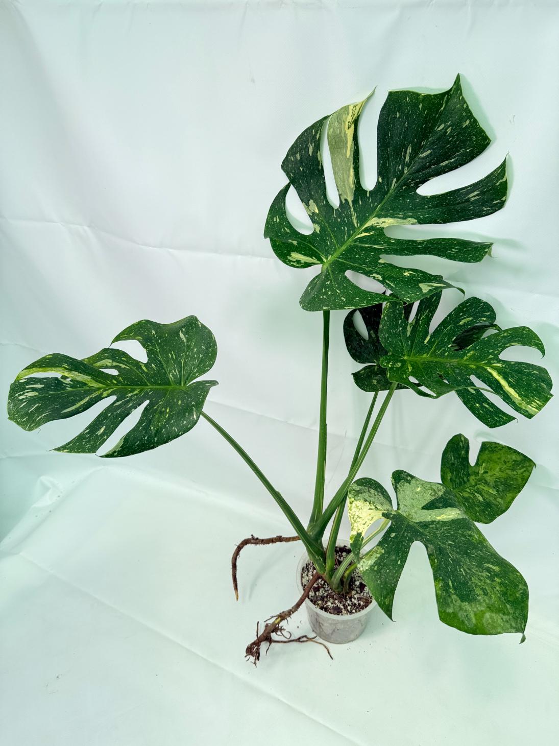 Monstera Thai Constellation XL 01