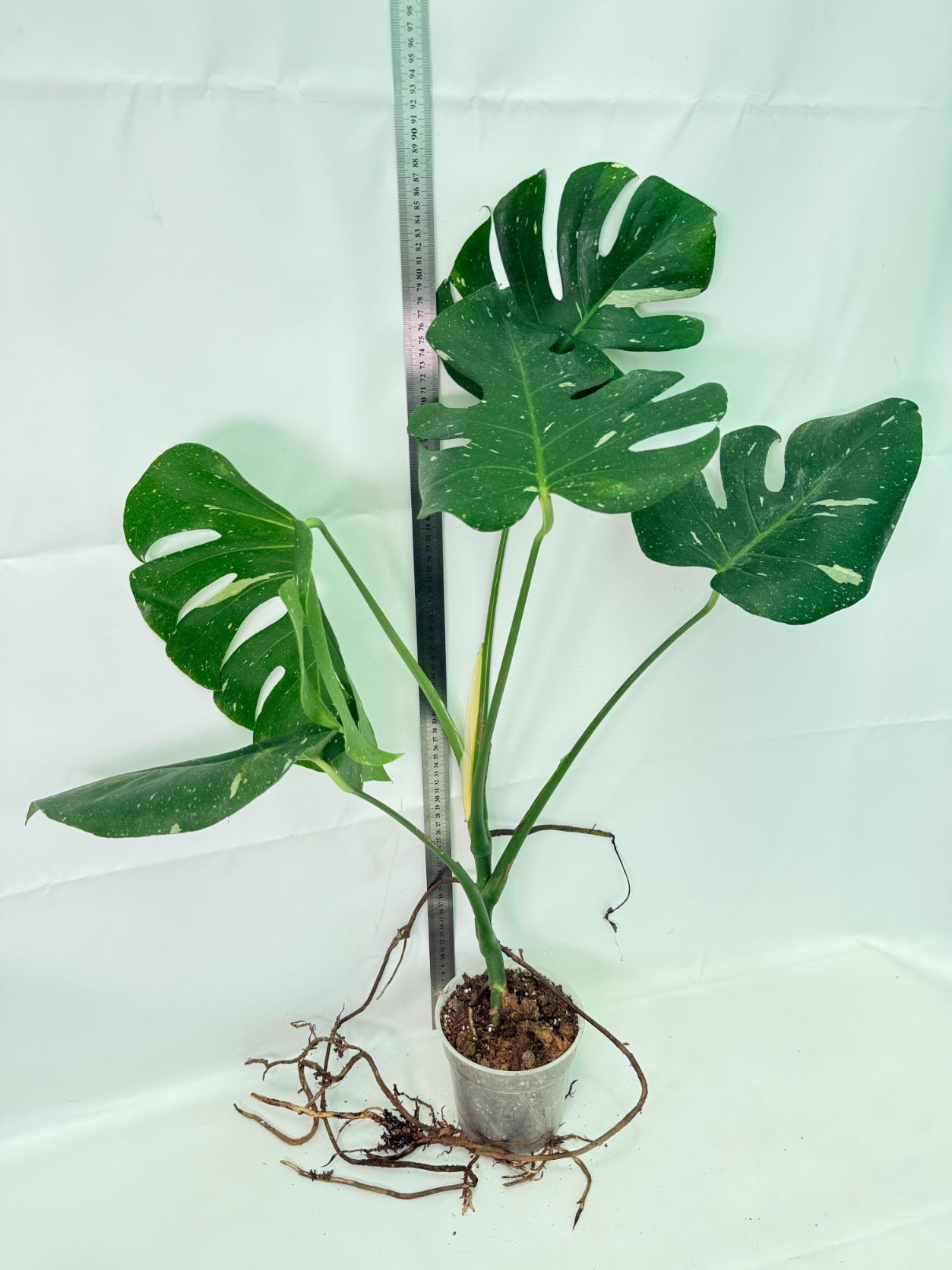 Monstera Thai Constellation XL 02