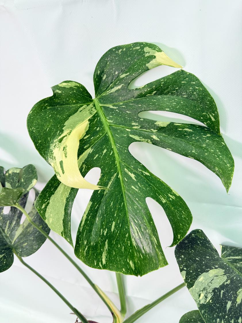Monstera Thai Constellation XL 02