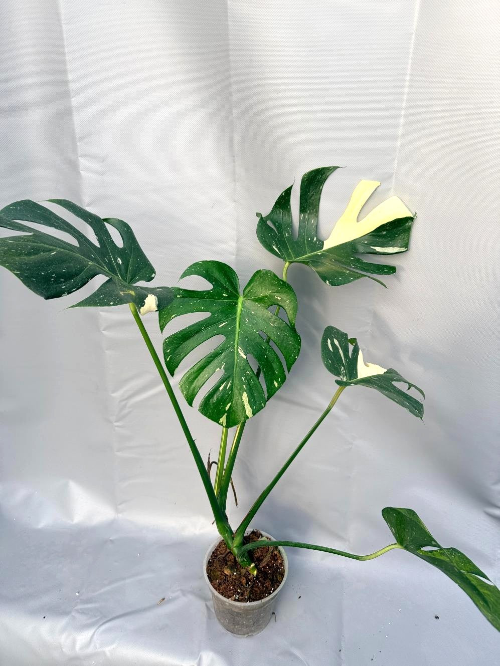 Monstera Thai Constellation XL 2