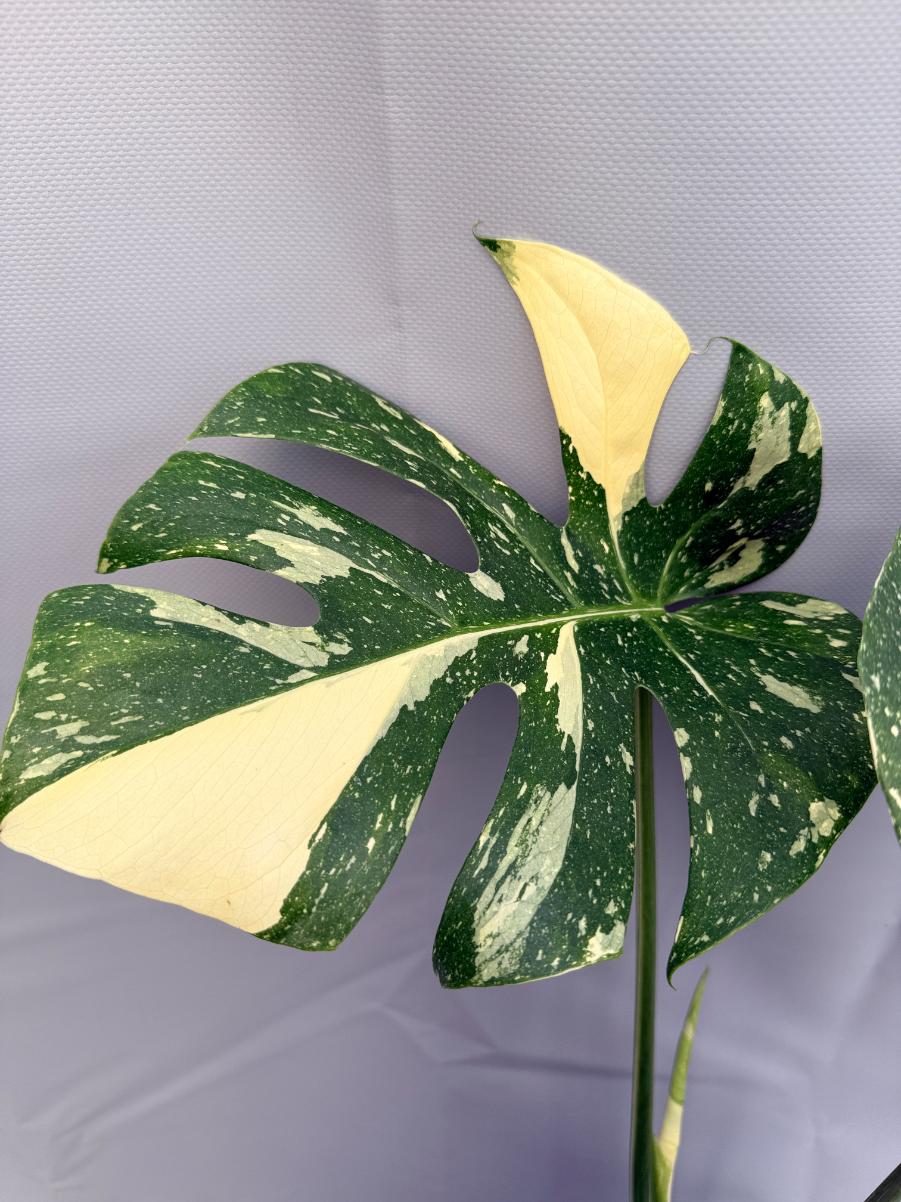 Monstera Thai Constellation XL 3