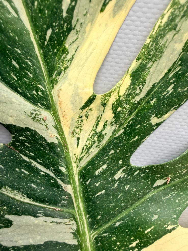 Monstera Thai Constellation XL 2