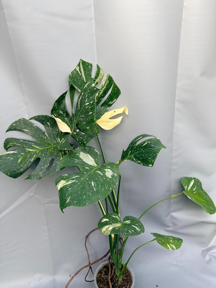 large monstera thai constellation Large Monstera thai constellation