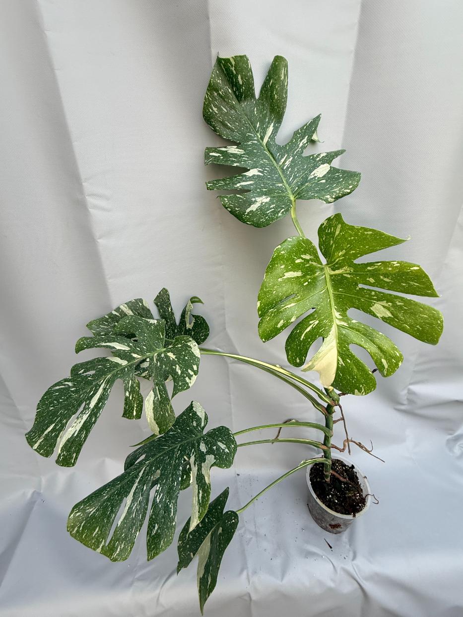 philodendron monstera care Philodendron Mini Monstera Minima - Live Tropical Houseplants For Sale main image 1