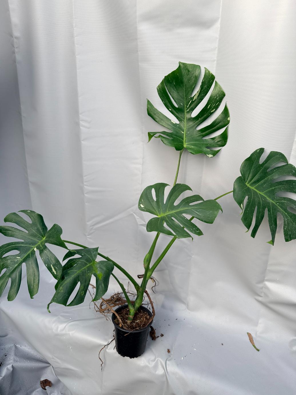Monstera Thai Constellation XL 2