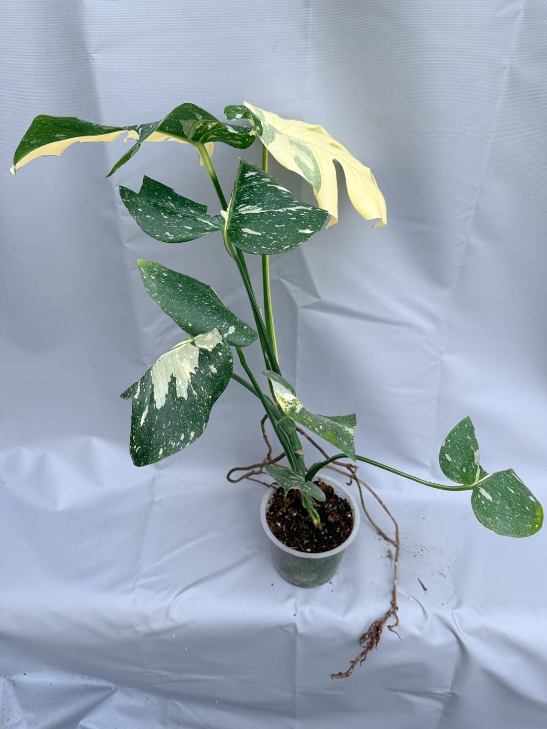 Monstera Thai Constellation XL 2