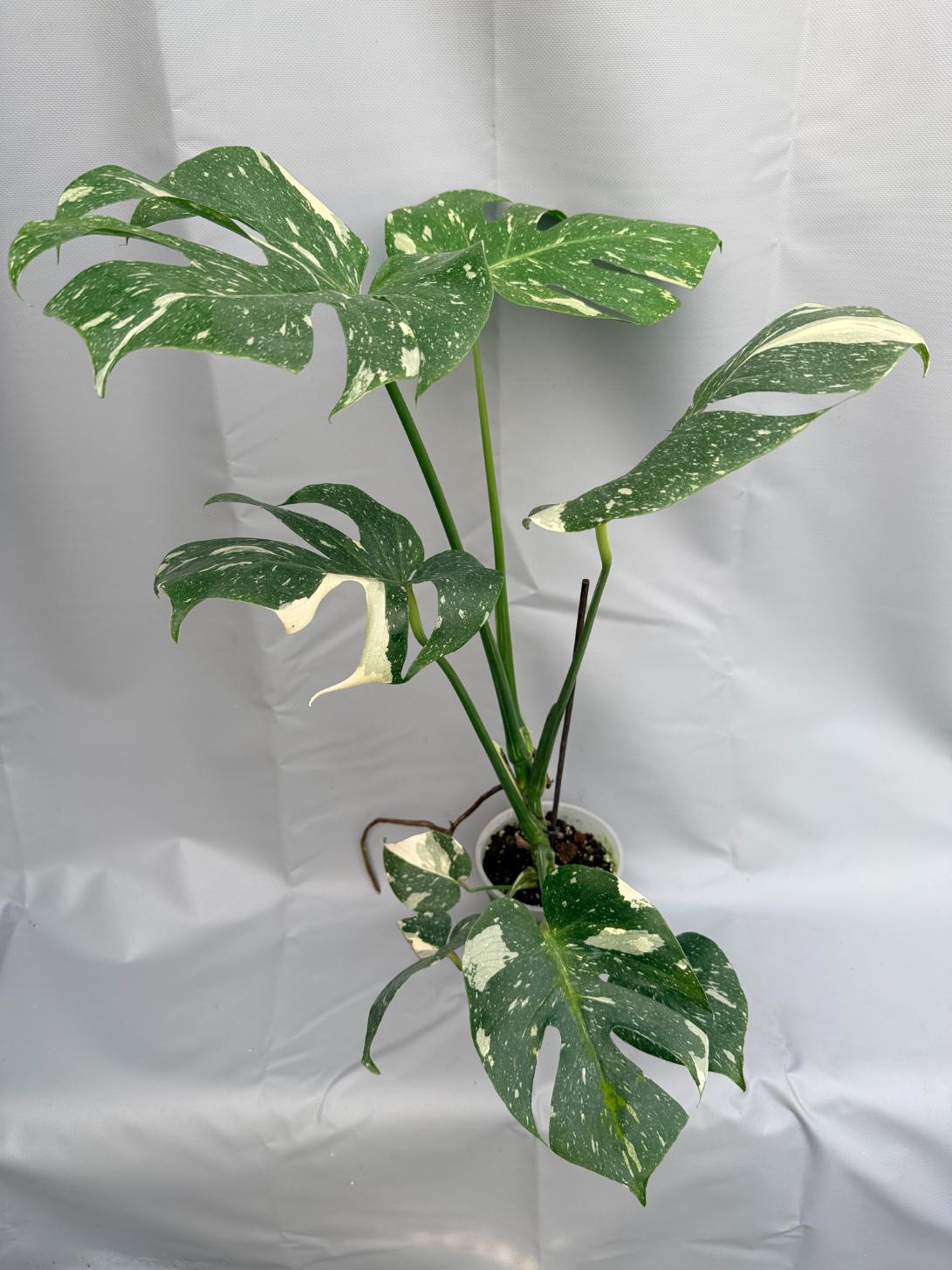 Large Monstera thai constellation