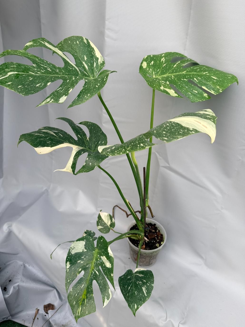 Monstera Thai Constellation XL seconda
