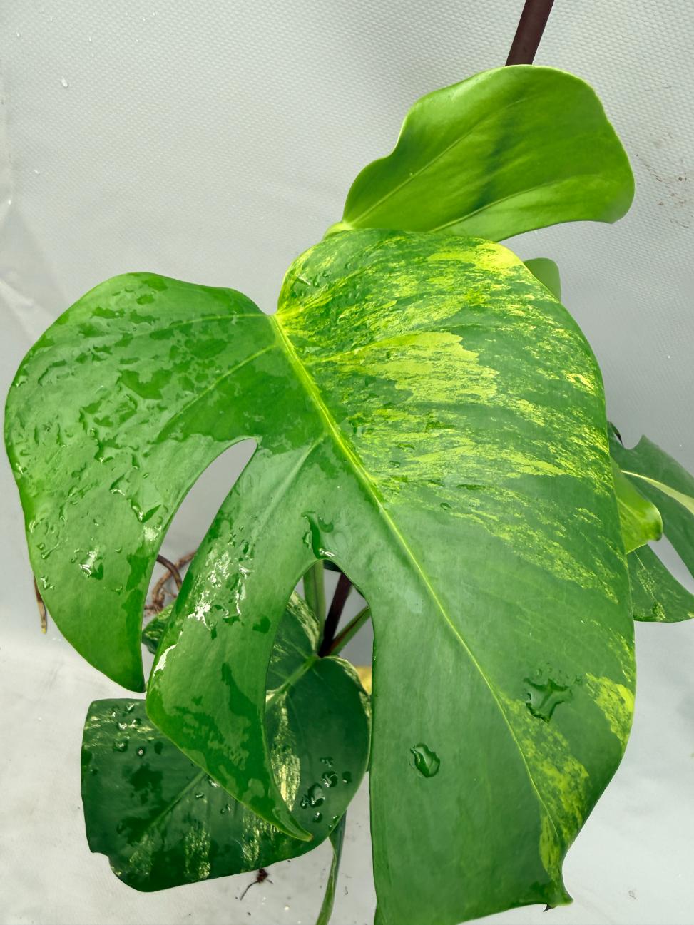 Monstera Variegata Aurea 2