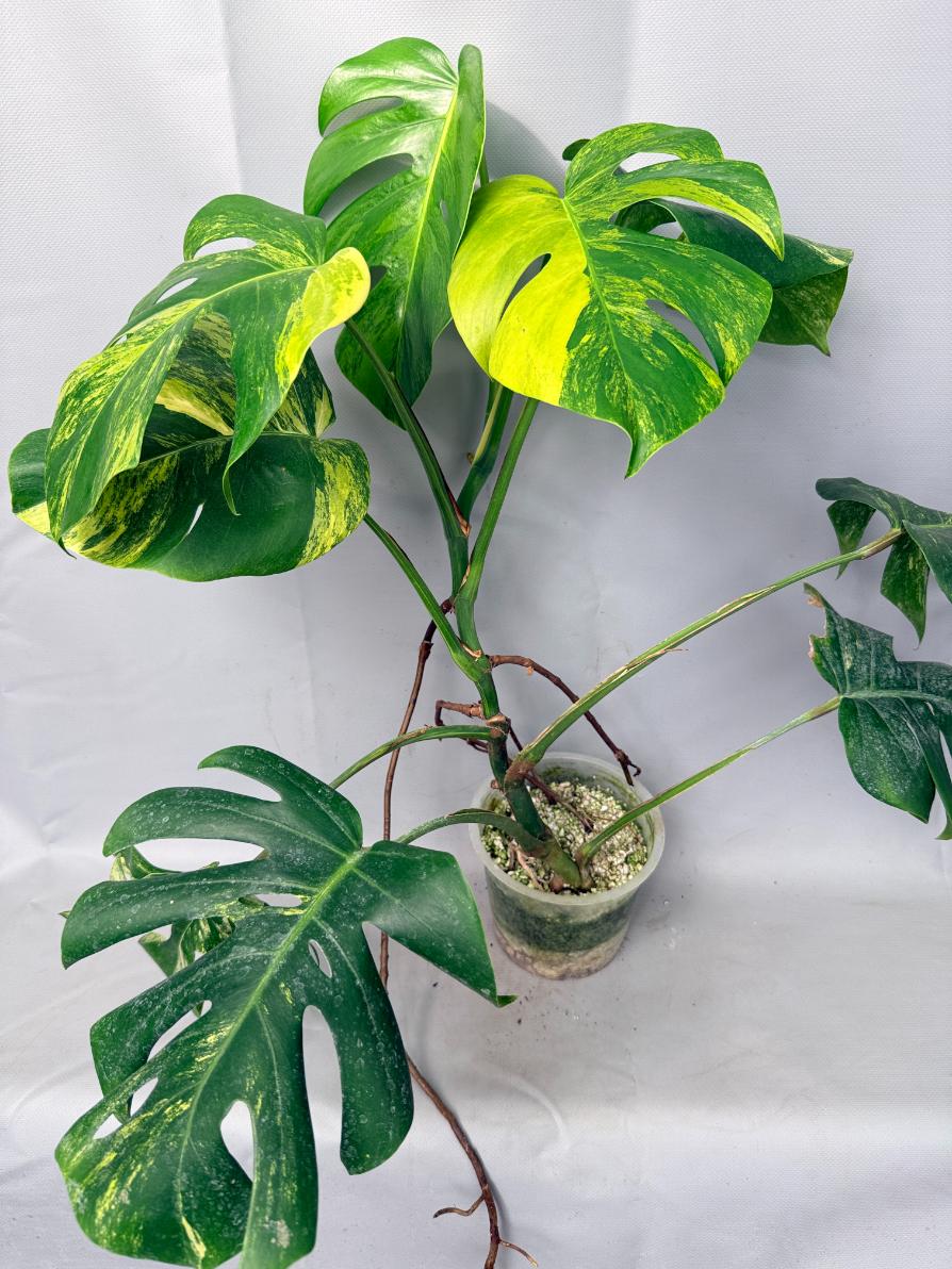 monstera variegata planta Monstera Variegata Aurea XL