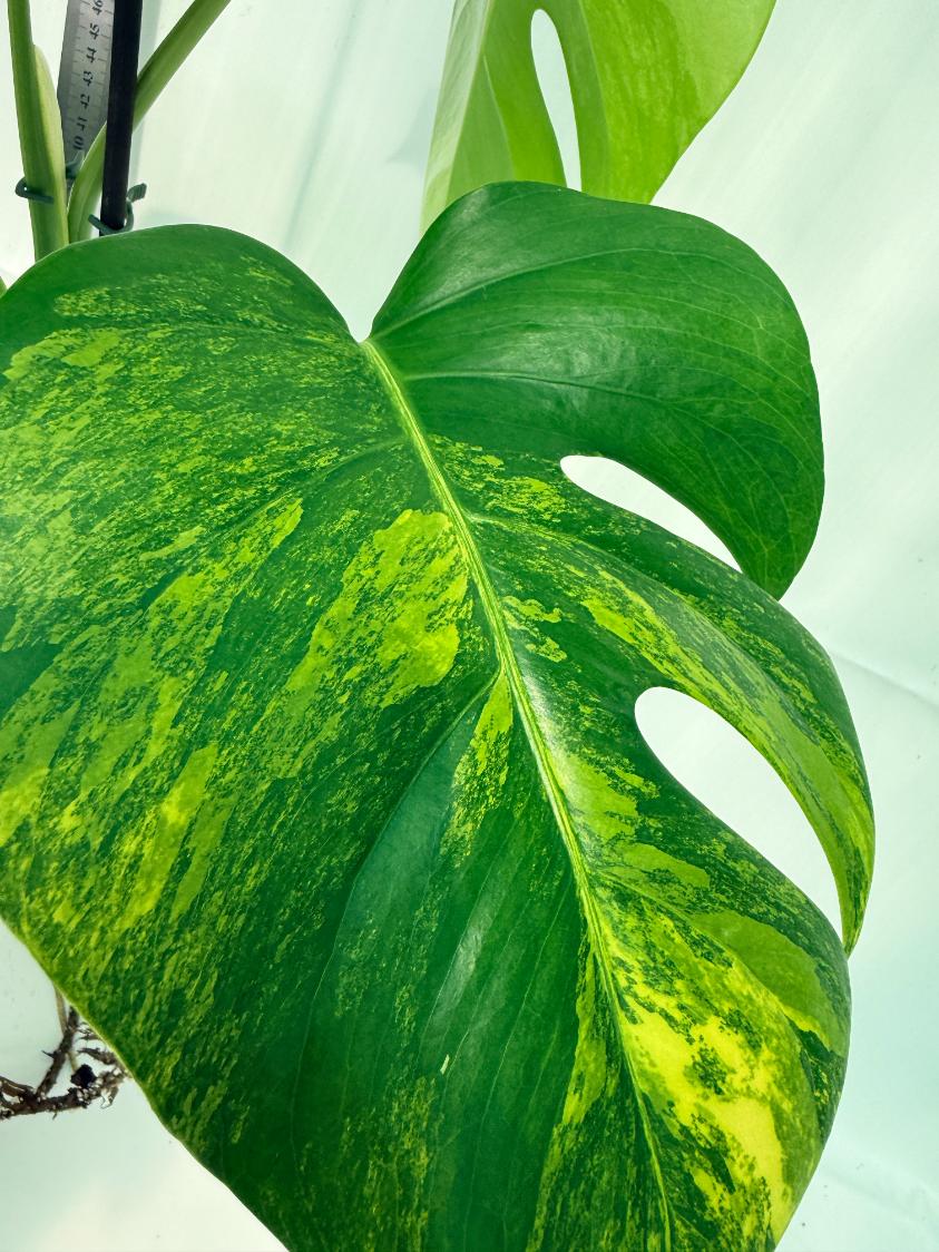 Monstera Variegata Aurea 2