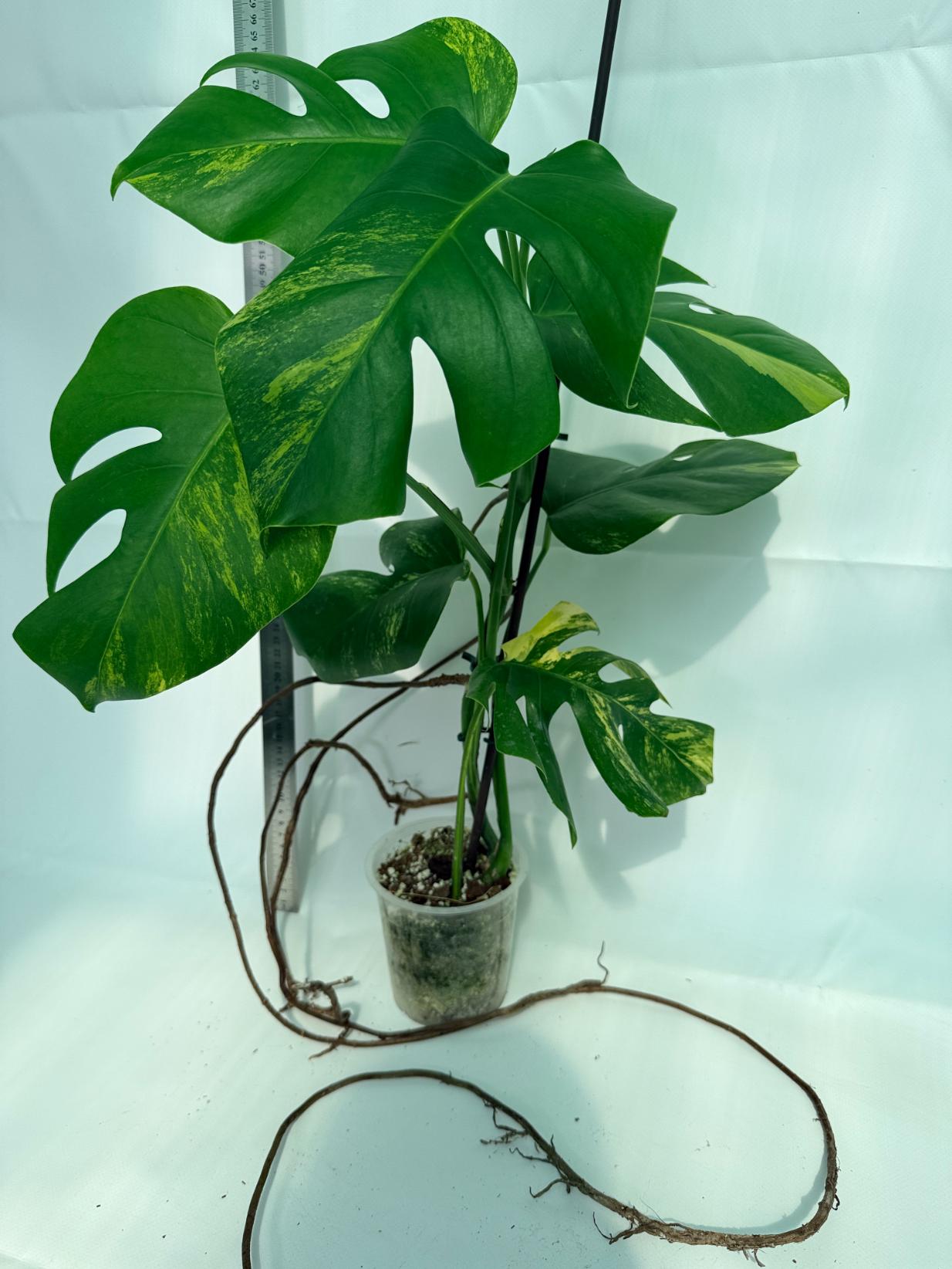 Monstera Variegata Aurea