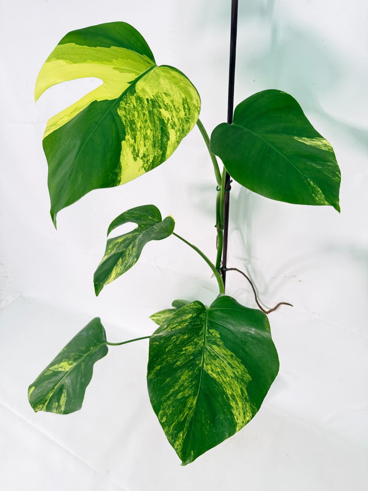 Monstera Variegata Aurea XL 01