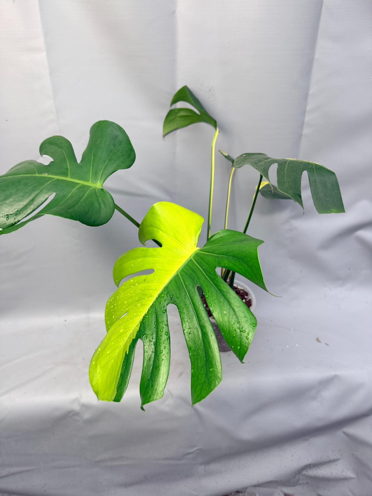 monstera plant leaf yellow Monstera Variegata Aurea XL HALF MOON