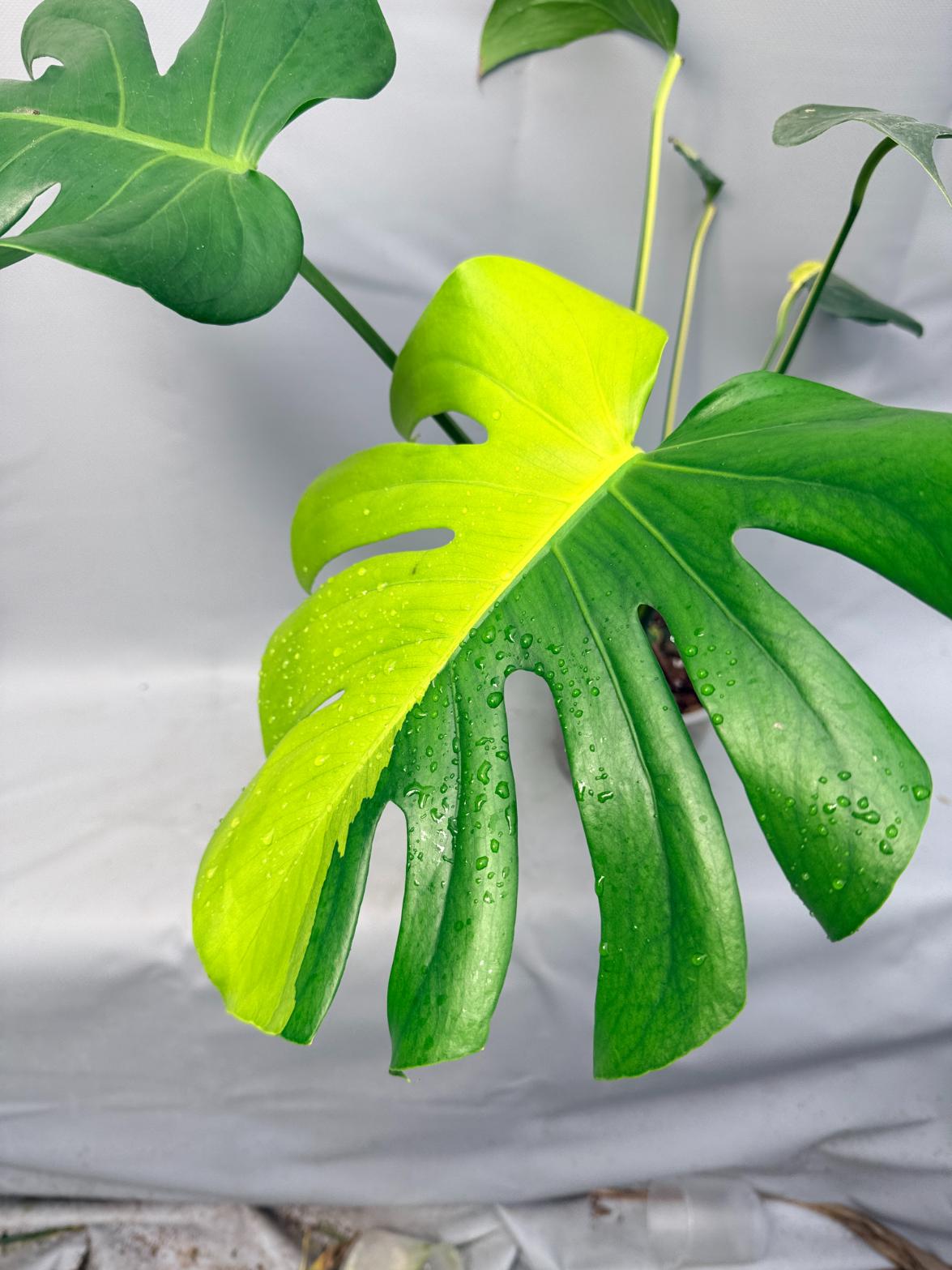 Monstera Variegata Aurea XL HALF MOON 2