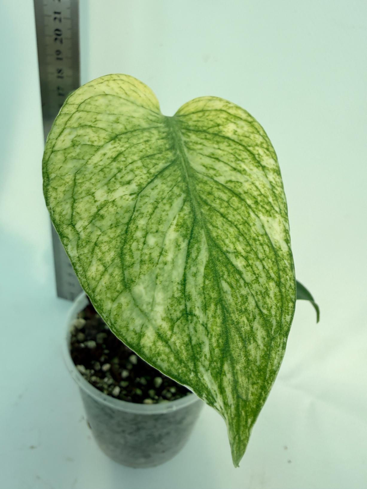 Monstera White Monster
