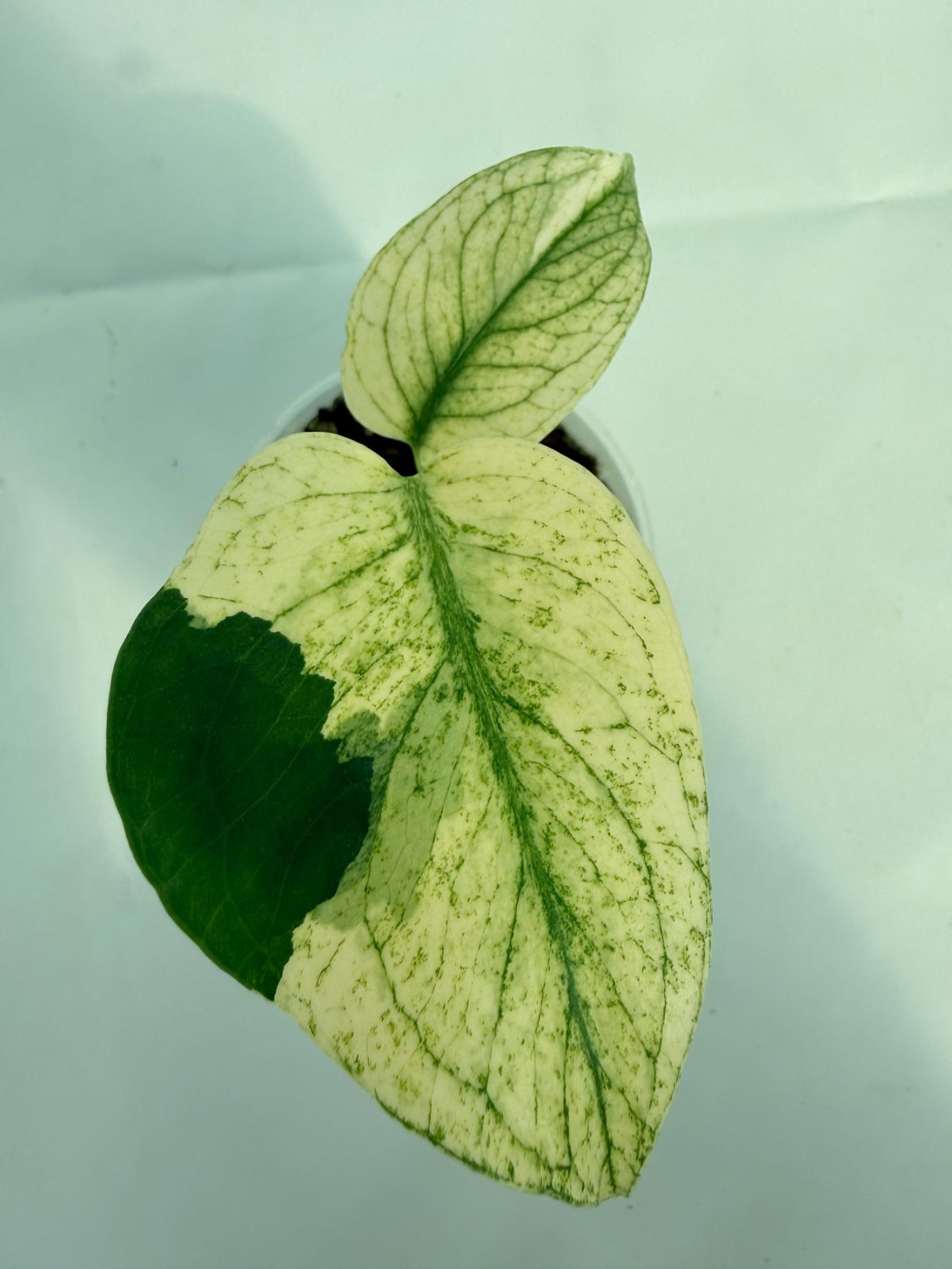 monstera plant white spots Monstera Albo Variegata