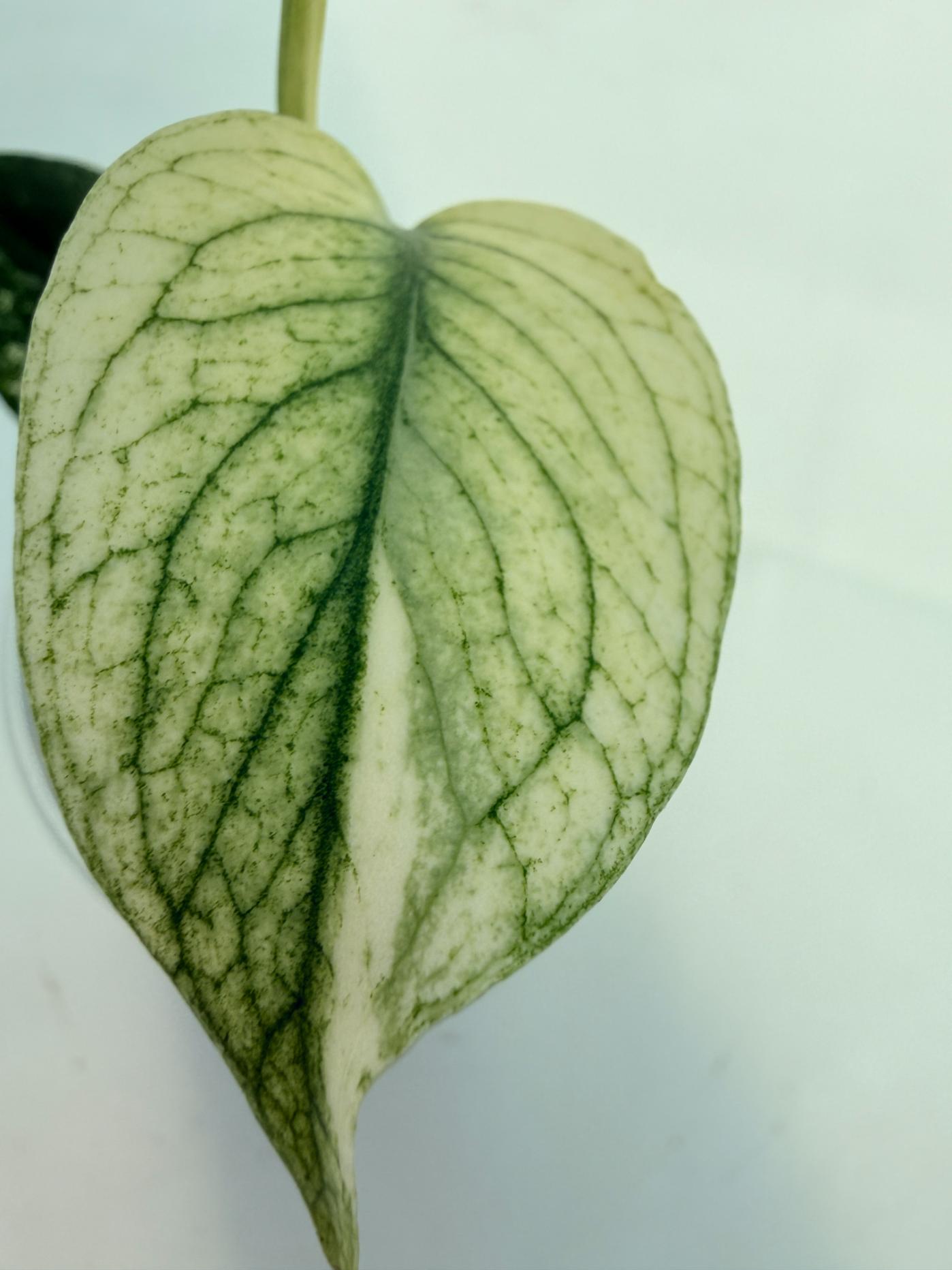Monstera White Monster 2