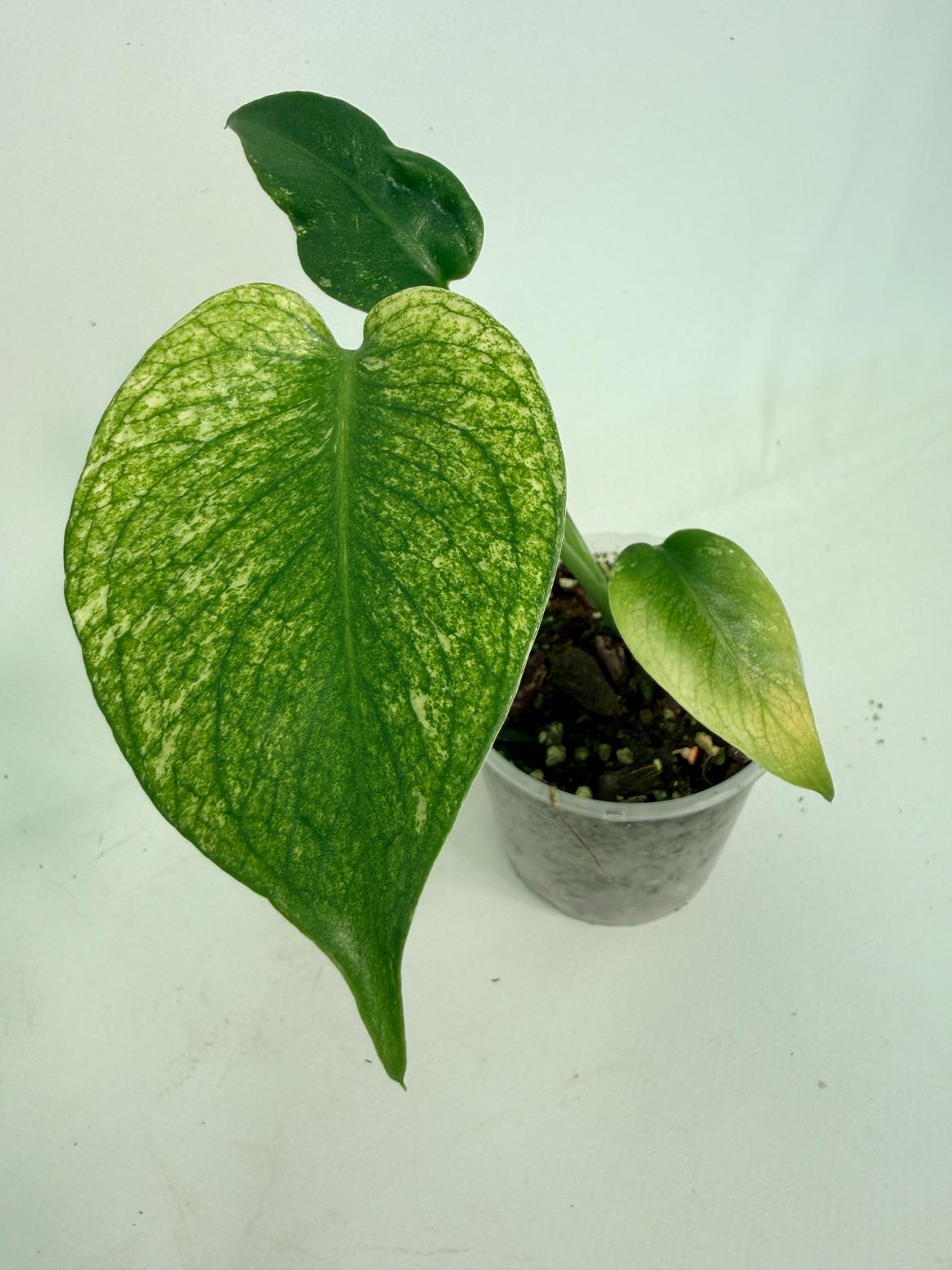 Monstera White Monster 01