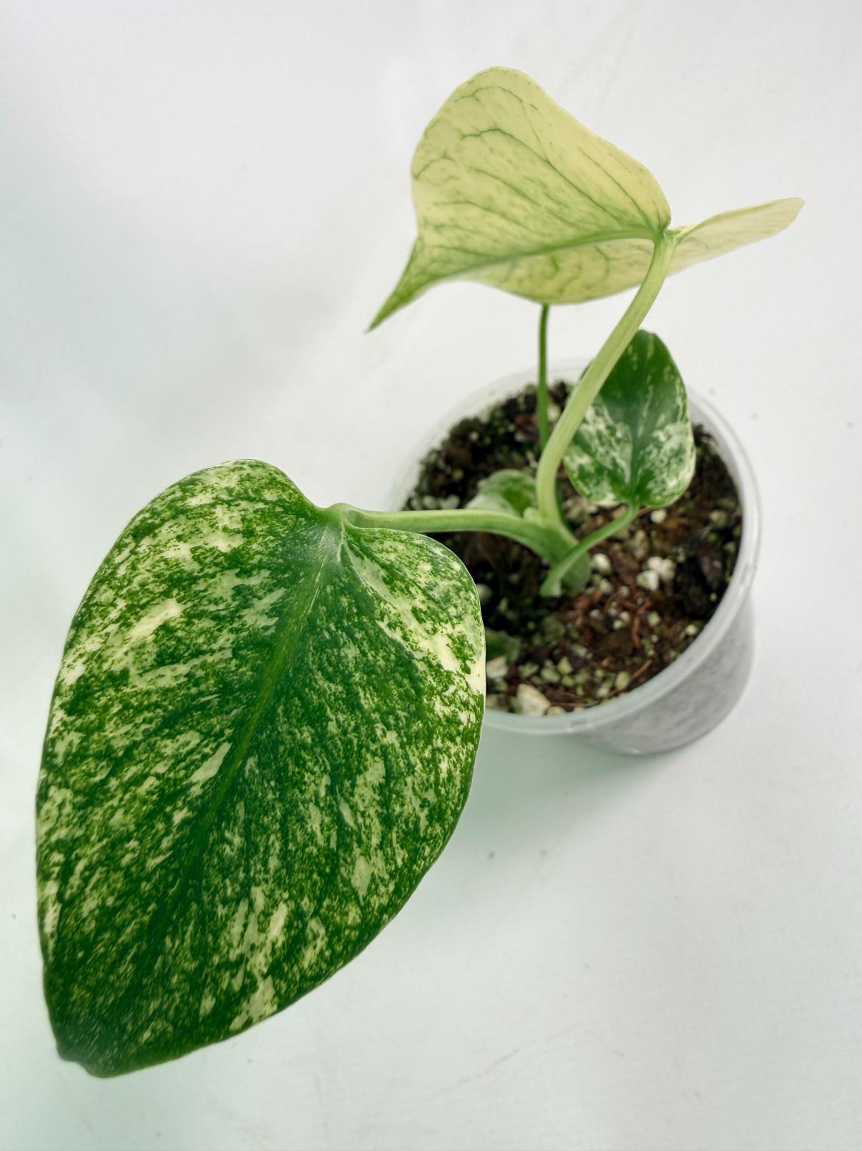 Monstera White Monster 07