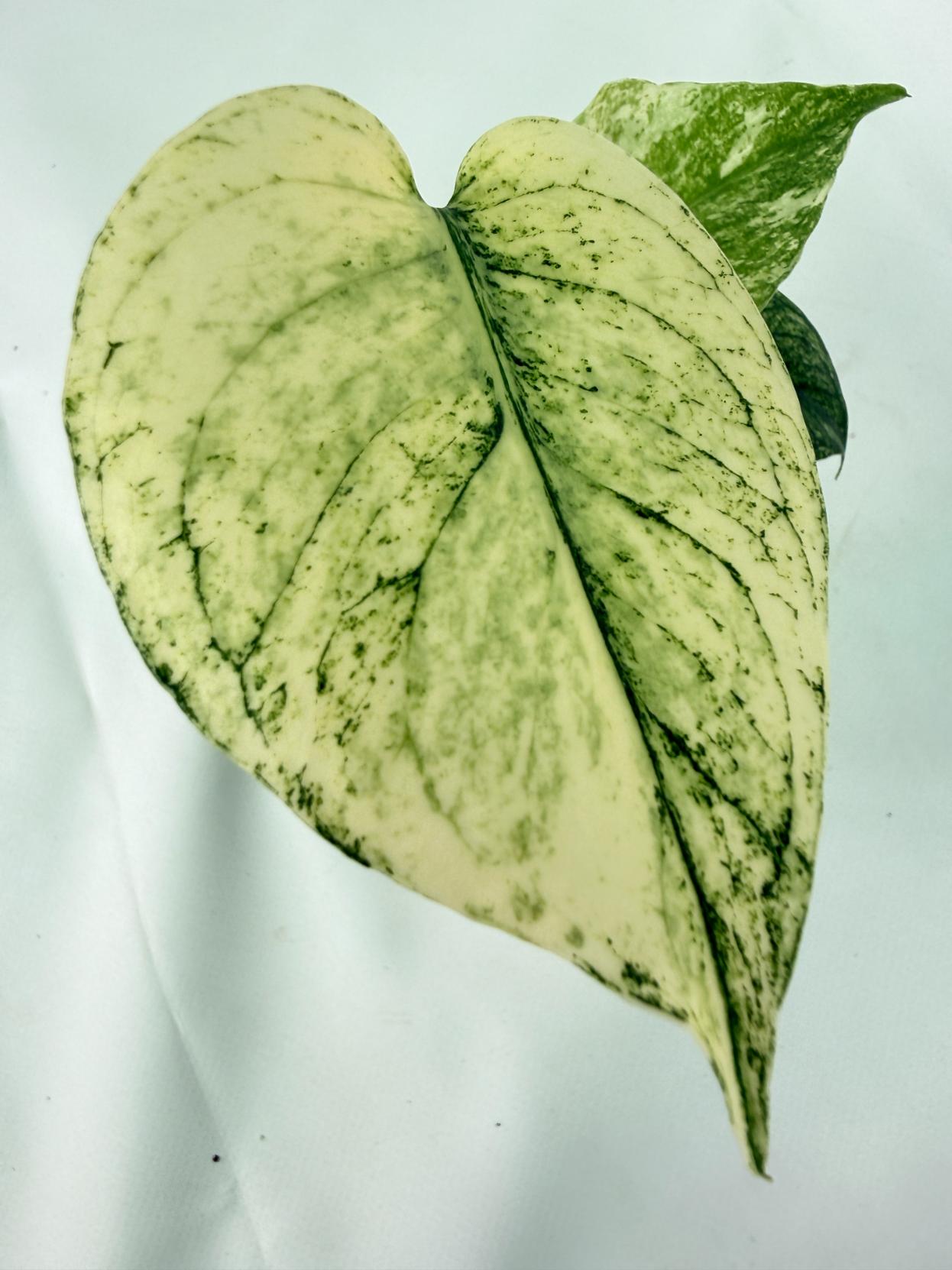 Monstera White Monster 01