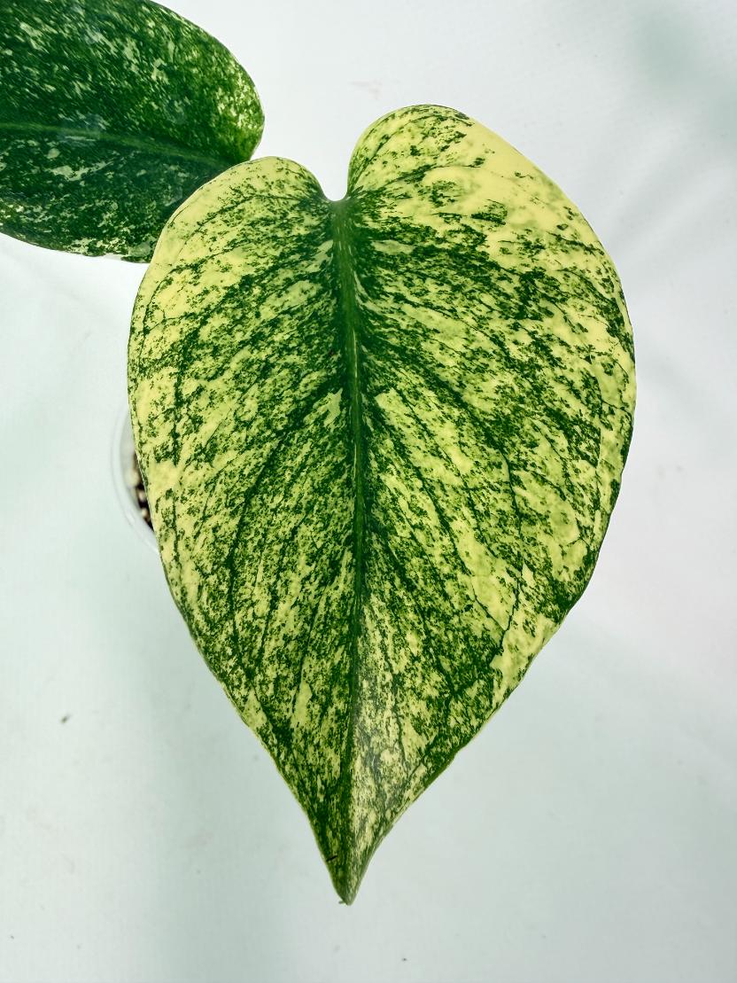 Monstera White Monster 02
