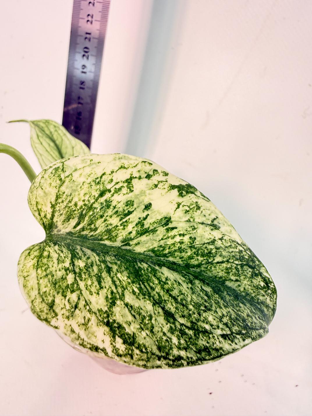 Monstera White Monster 2
