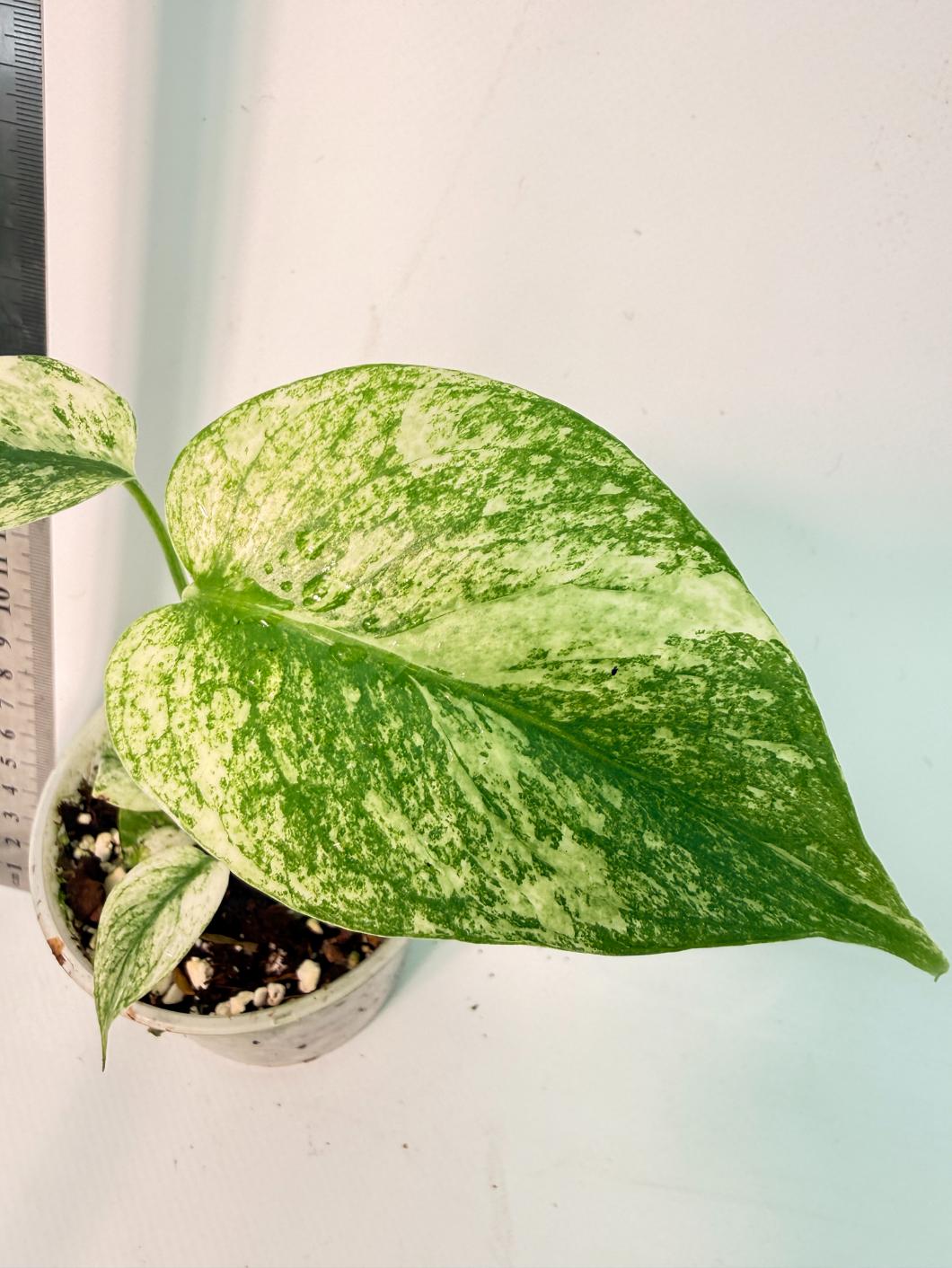 Monstera White Monster 2