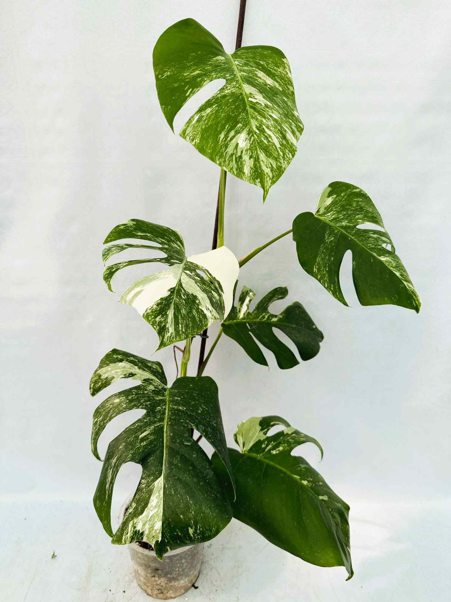 Monstera_albo_Variegato25_10_7_14