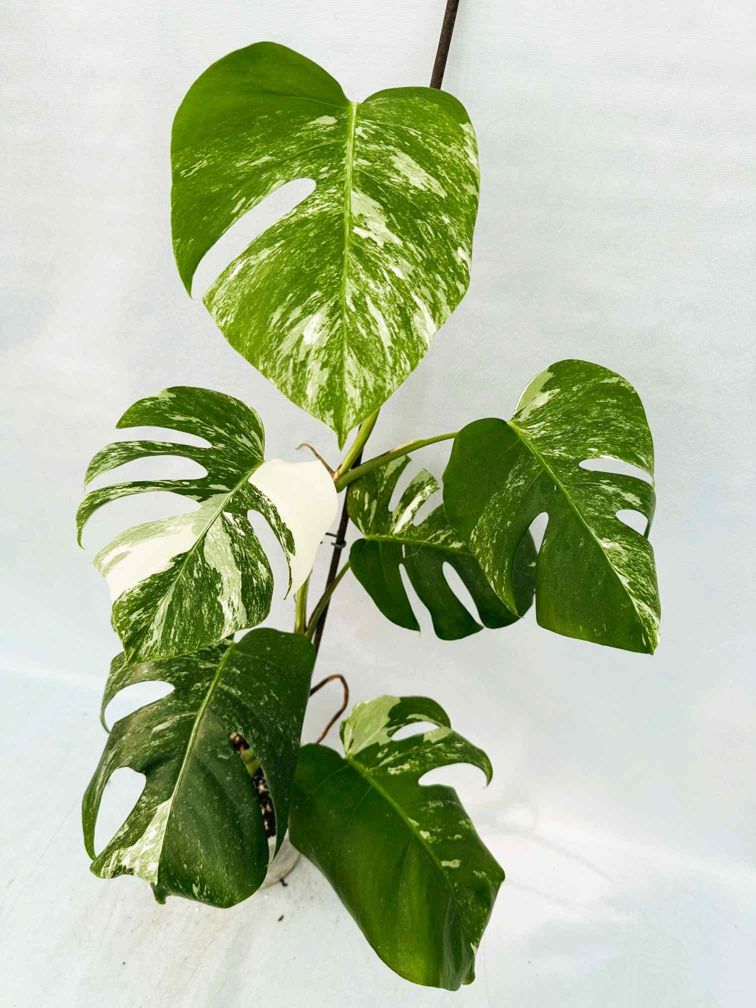Monstera_albo_Variegato25_10_7_14