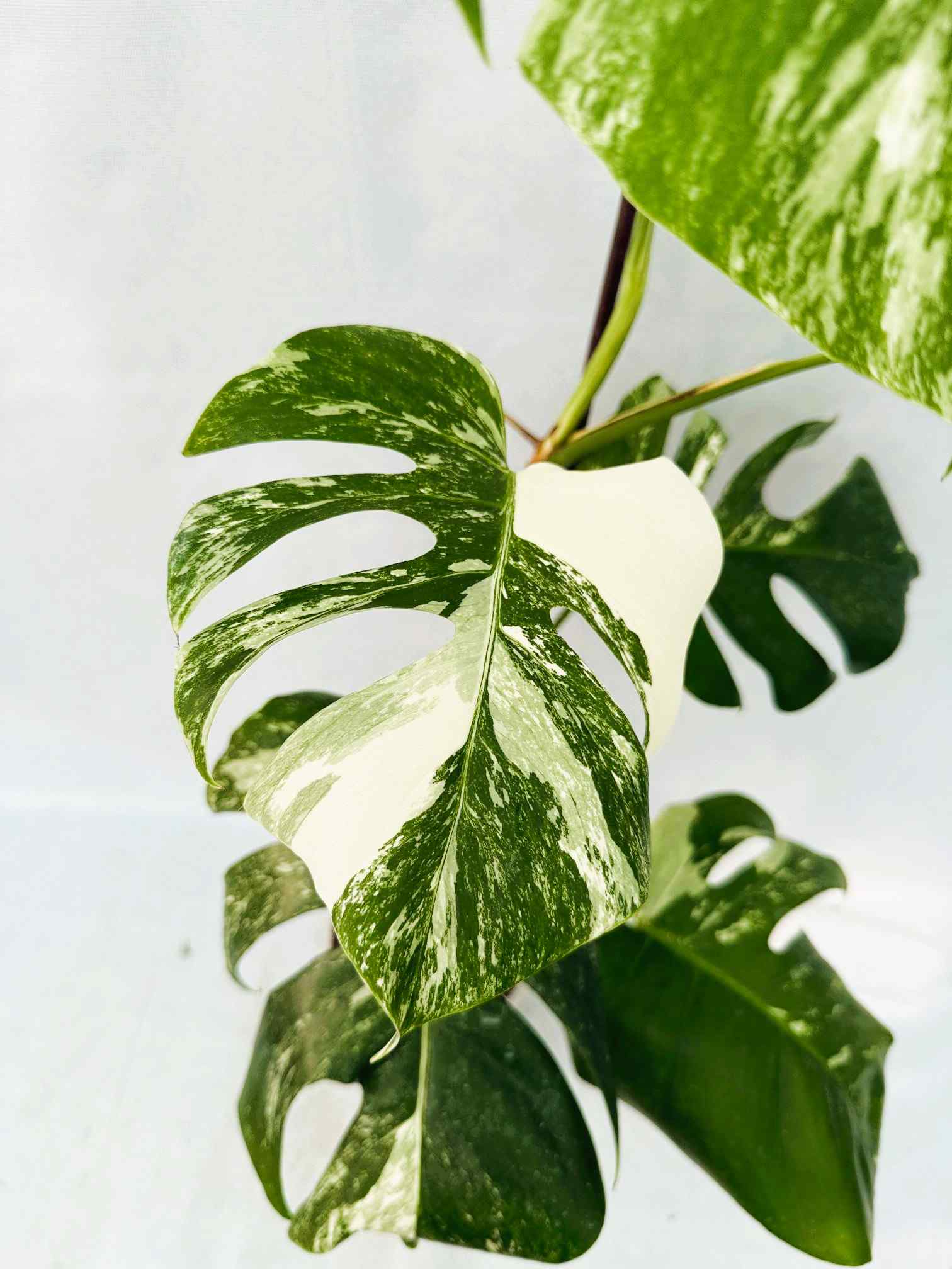 Monstera_albo_Variegato25_10_7_14