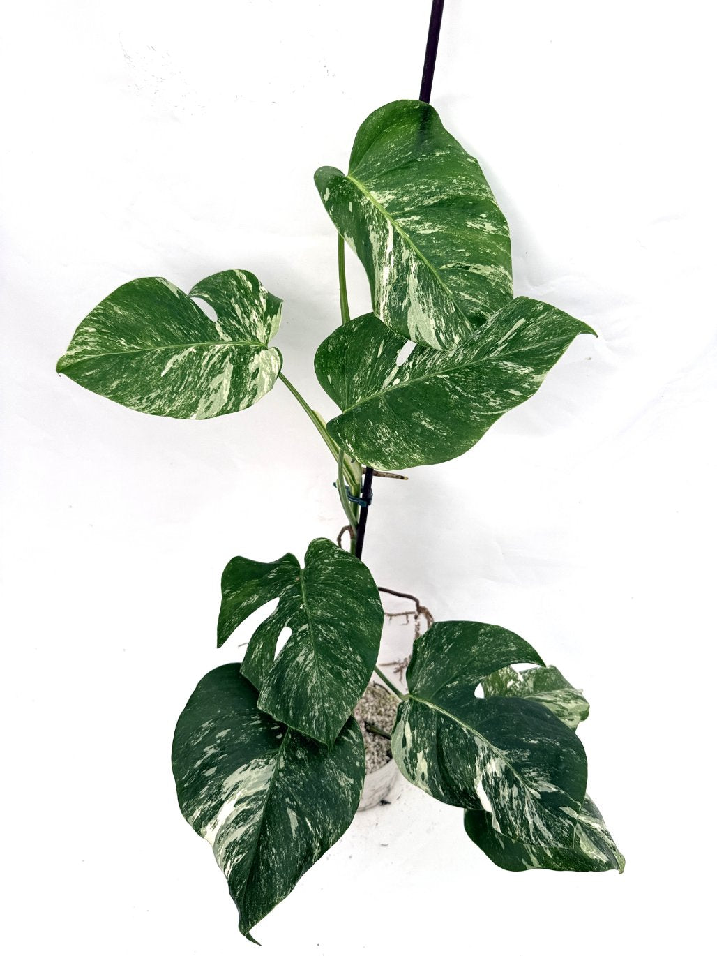 Monstera_albo_variegata