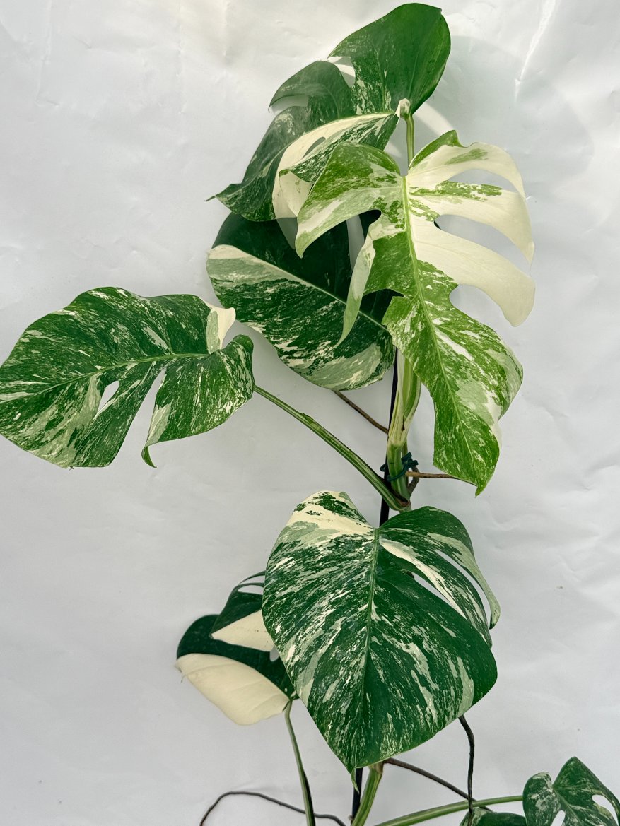 Monstera_albo_variegata