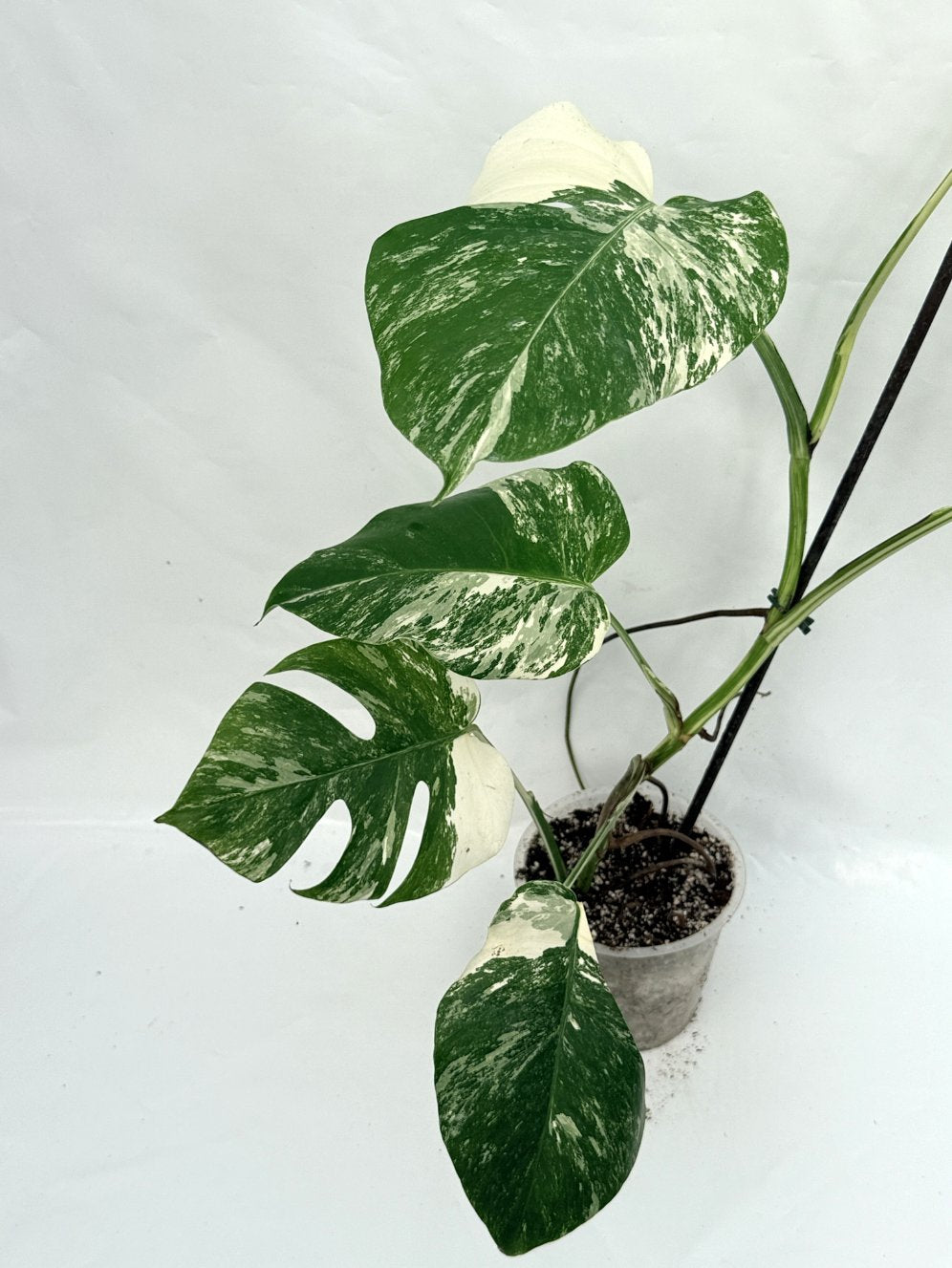 Monstera_albo_variegata