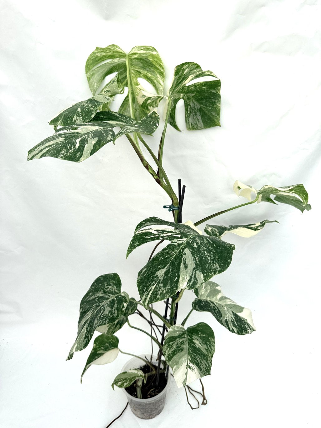 Monstera_albo_variegata