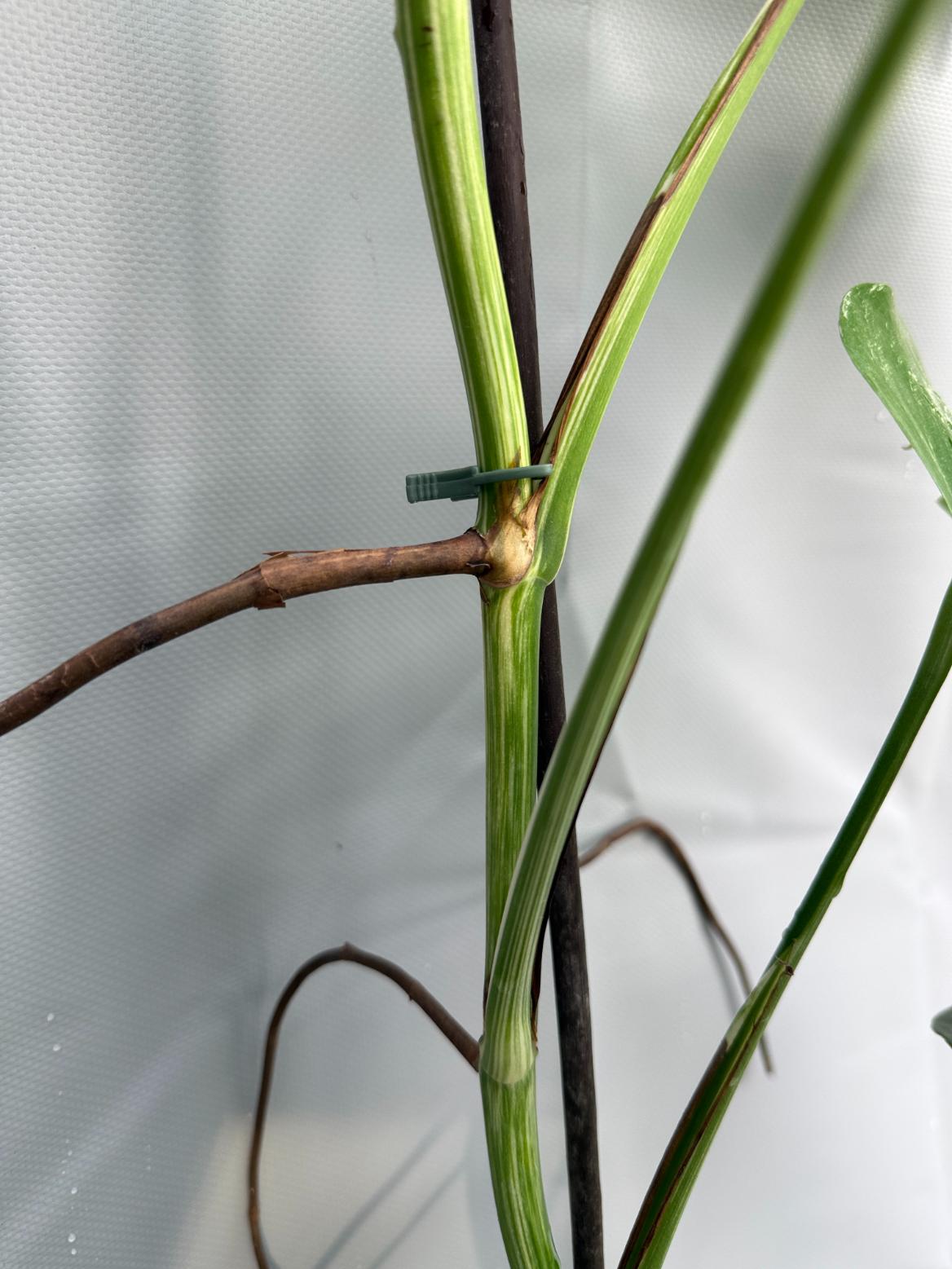 Monstera Deliciosa Albo Variegata