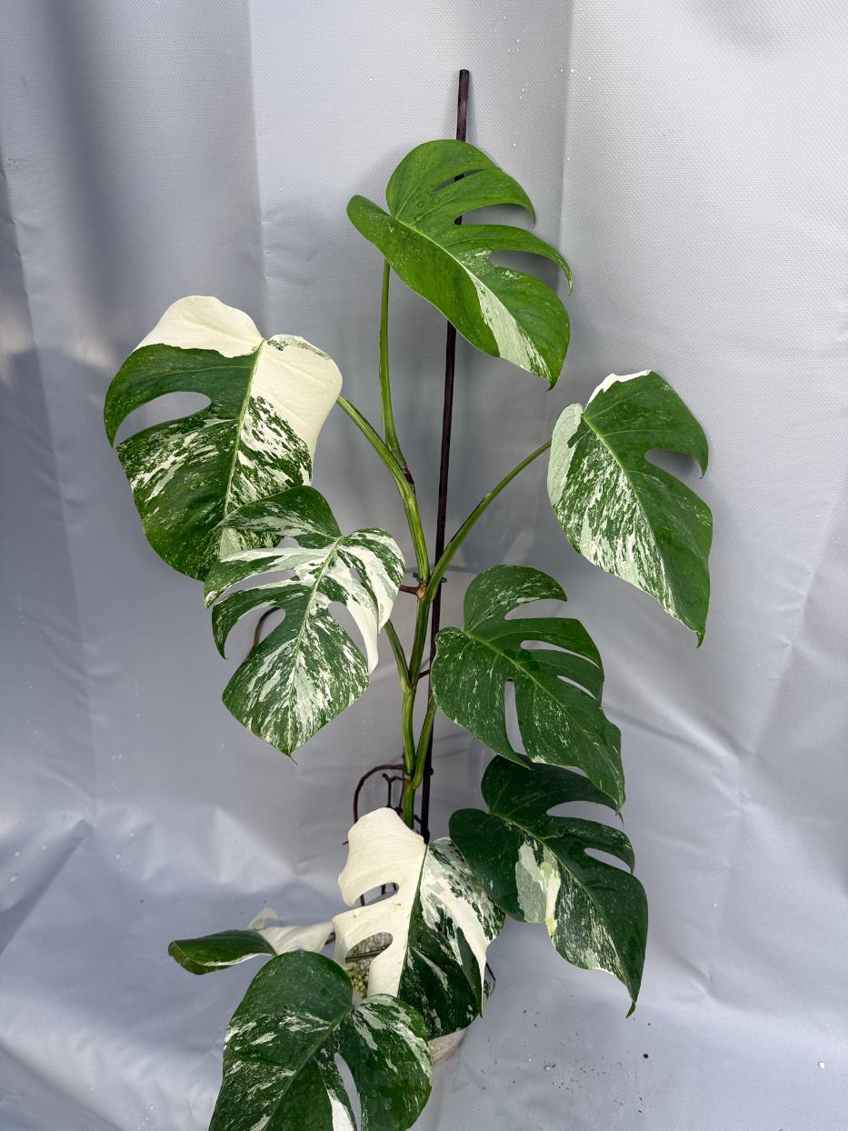 monstera deliciosa borsigiana albo variegata Monstera Deliciosa Albo Variegata