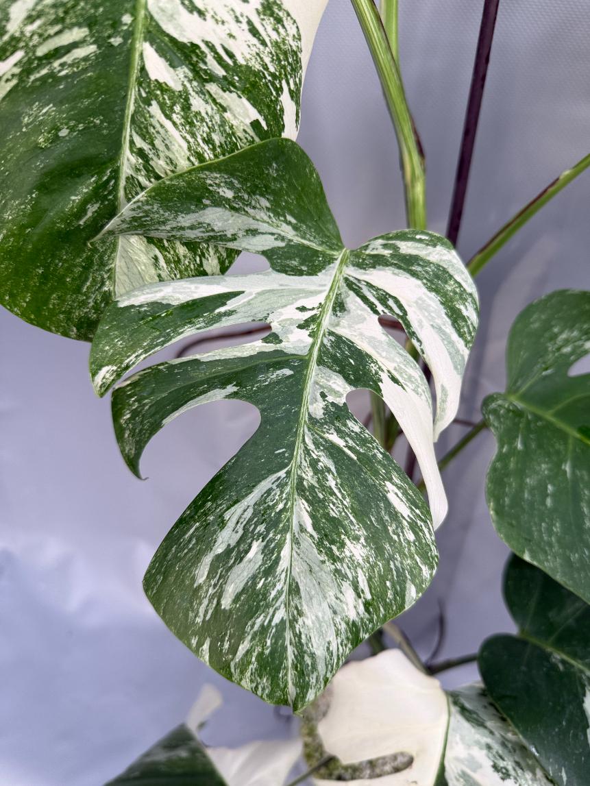 Monstera Deliciosa Albo Variegata