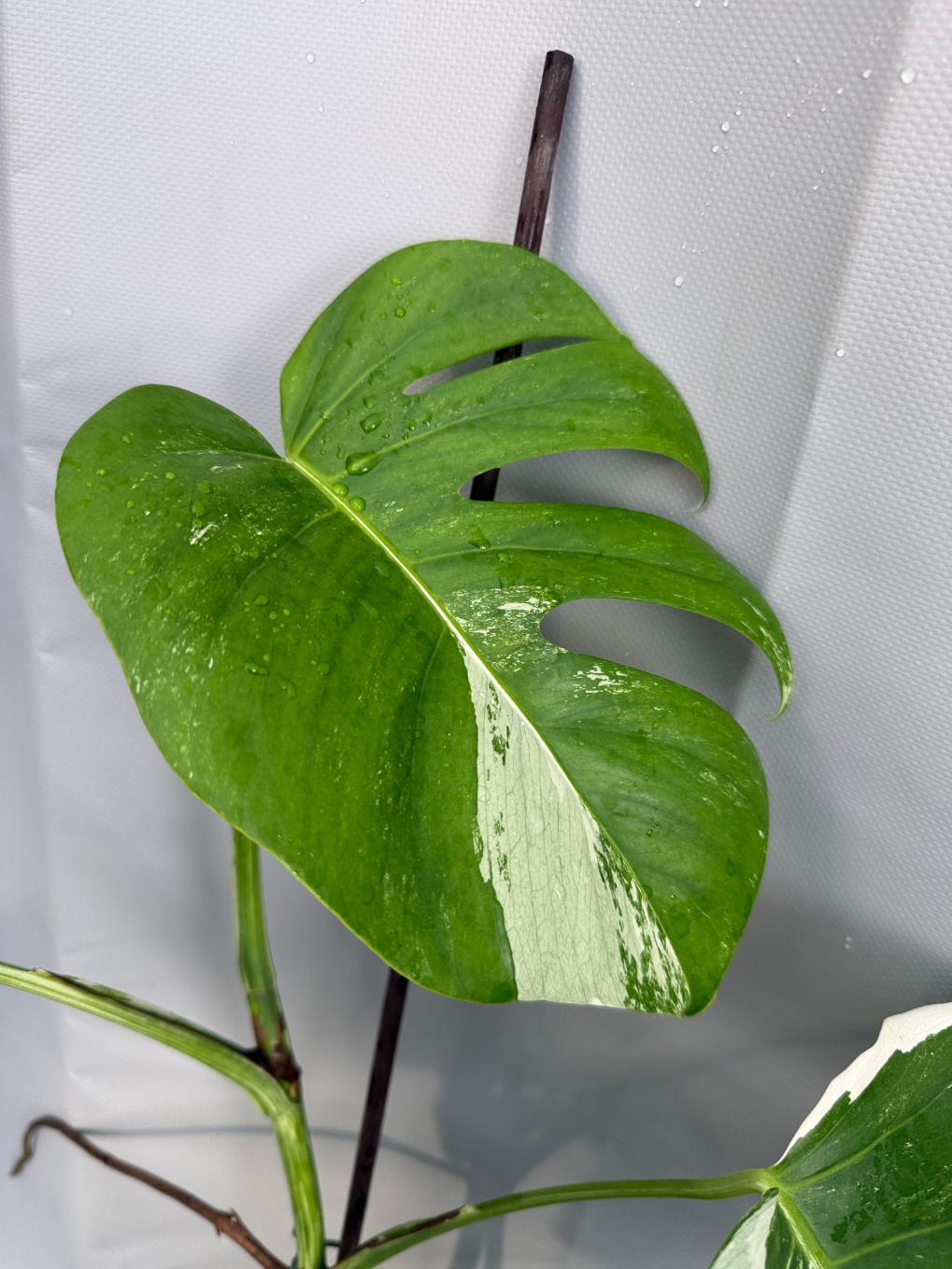 Monstera Deliciosa Albo Variegata